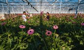 Gerbera's in een kas